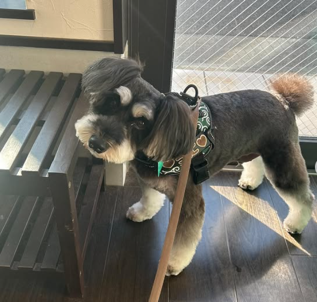 ミニチュアシュナウザーのトリミングカット 犬の美容室 Love and Peaceの2枚目