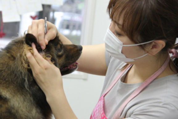 犬の美容室 Love and Peace 3