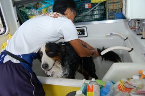島根県浜田市のトリミングサロン 犬のくらしドゥ－ジョグ（Ｄｏｇ－Ｊｏｇ）のサムネイル2枚目
