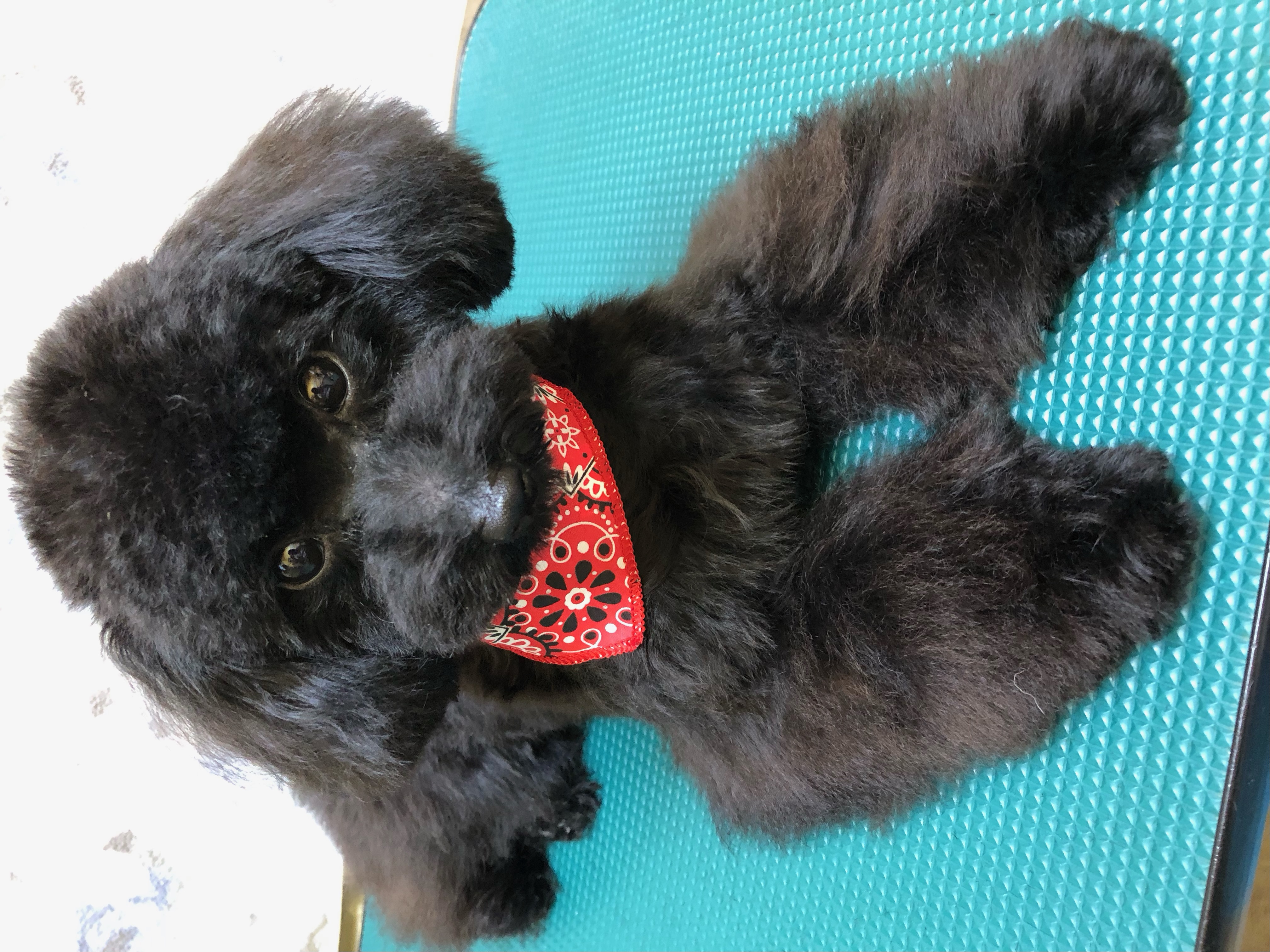 トリミングカット ひだまり動物病院(トリミング)の1枚目