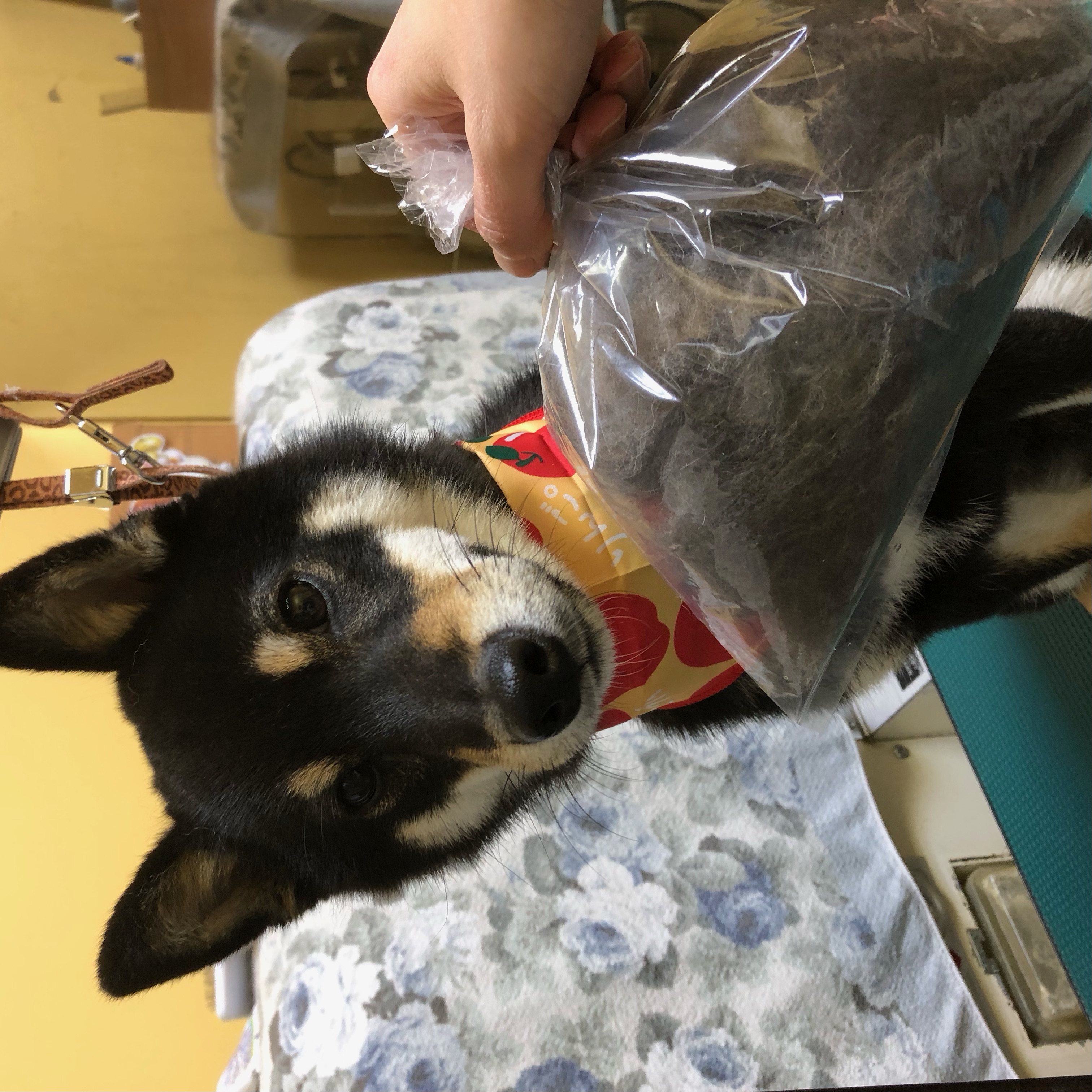トリミングカット ひだまり動物病院(トリミング)の2枚目