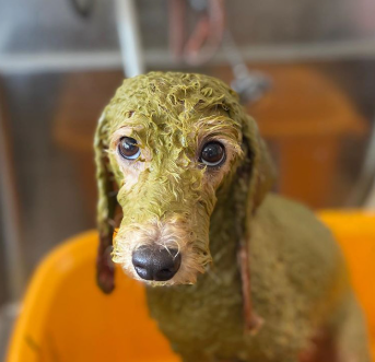 Marie’s Dog Cafe 4