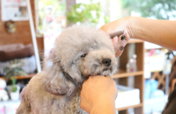 Marie’s Dog Cafe 3