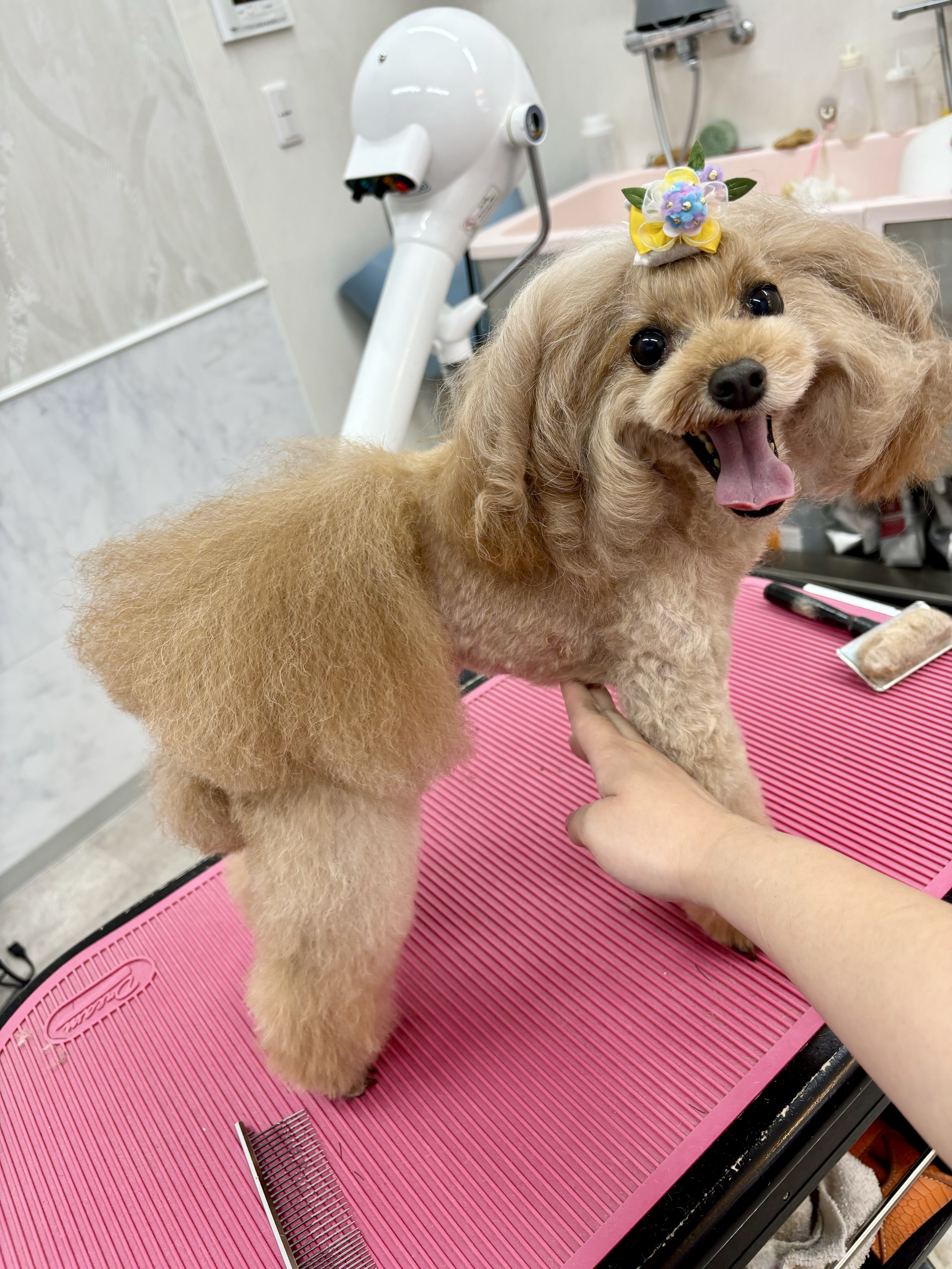東京都武蔵野市のトリミングサロン Trimming&Aesthetic Franの6枚目