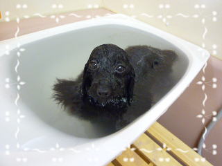 特徴