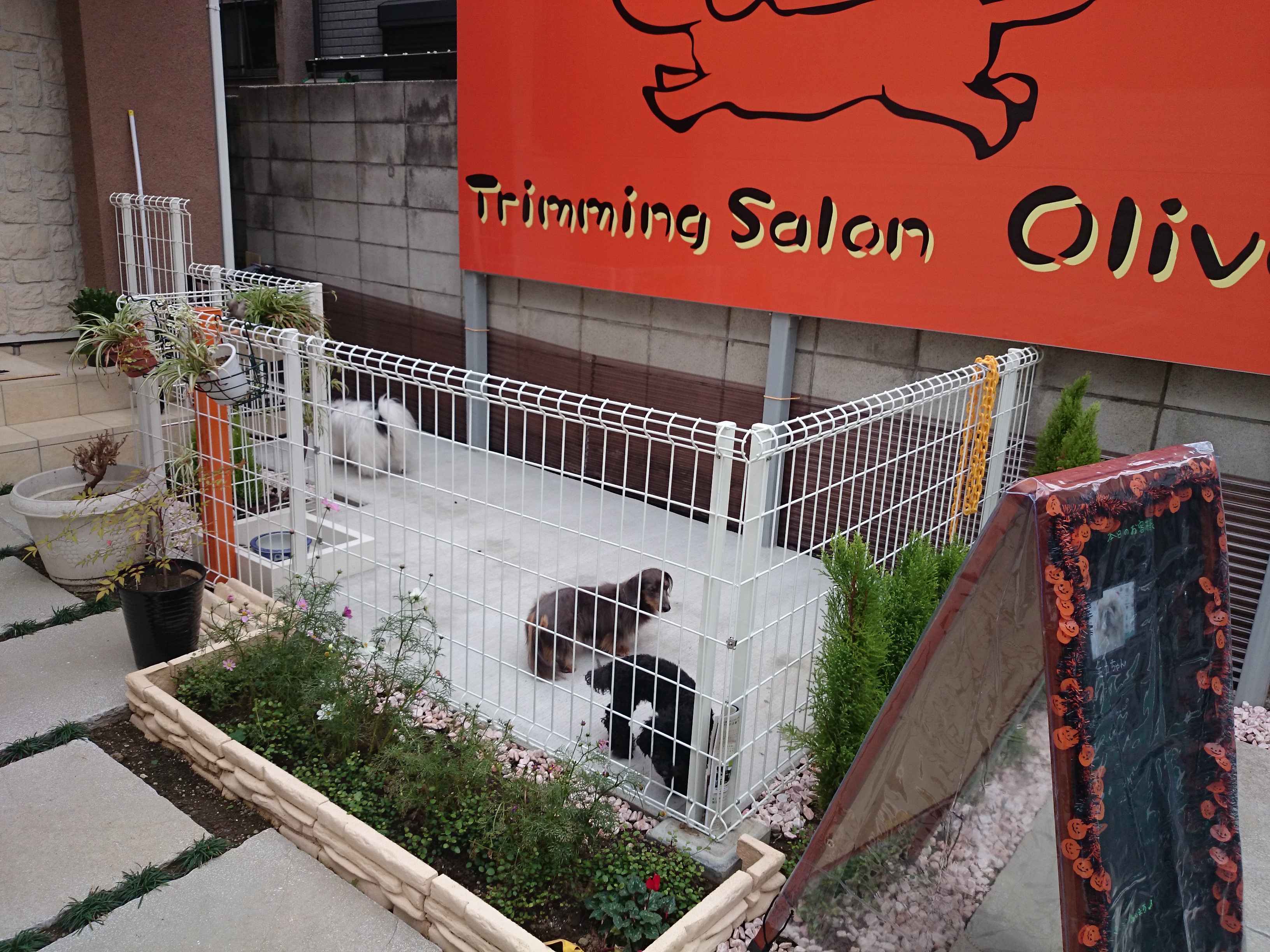 東京都足立区のトリミングサロン Trimming Salon Oliveの5枚目