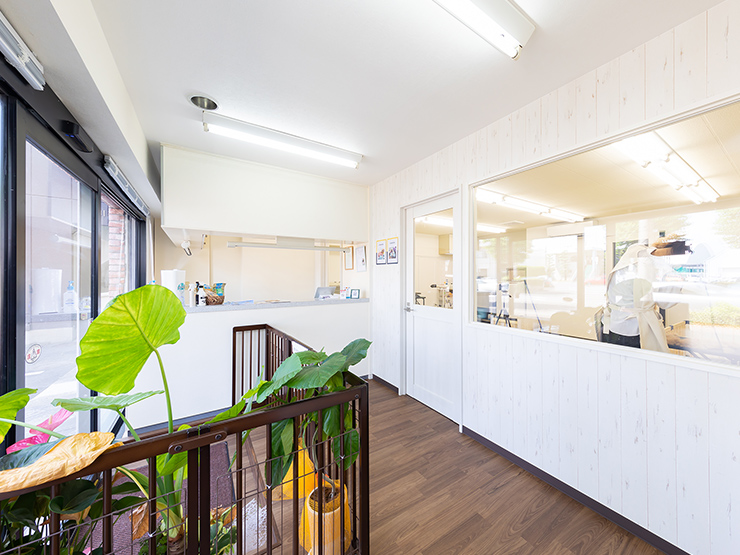 dog salon CLANTE 3