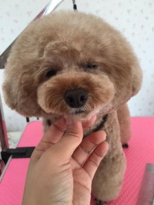兵庫県伊丹市のトリミングサロン Dog Salon nicoのサムネイル2枚目