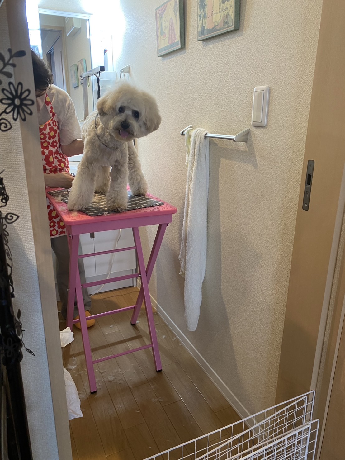 安心のマンツーマン対応、愛犬に寄り添うトリミング