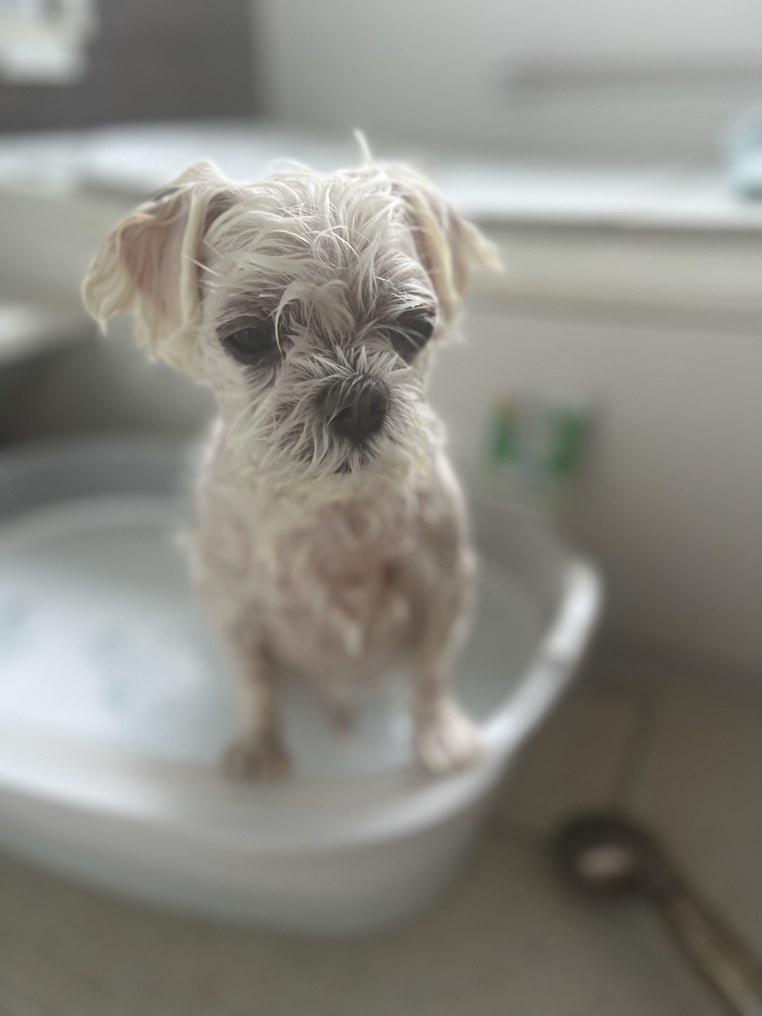 その子に寄り添う、やさしいトリミング