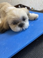 神奈川県大井町のトリミングサロン dog very 出張トリミング &ペットシッターの3枚目