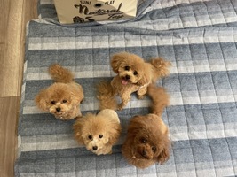 神奈川県大井町のトリミングサロン dog very 出張トリミング &ペットシッターの2枚目