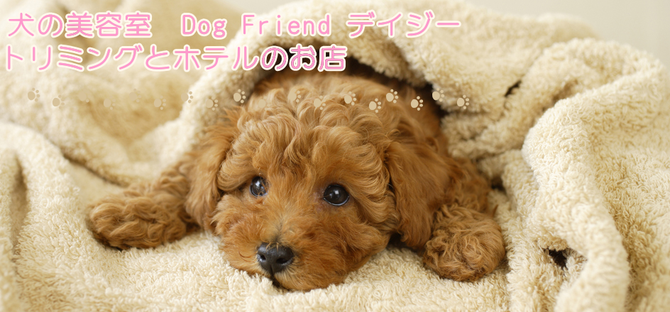 神奈川県秦野市のトリミングサロン Dog Friend デイジーの1枚目