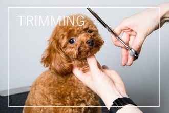 ドッグサロン＆カフェ Pono 4