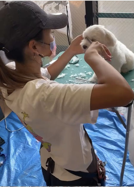 東京都日野市のトリミングサロン Joyful Dogsのサムネイル2枚目