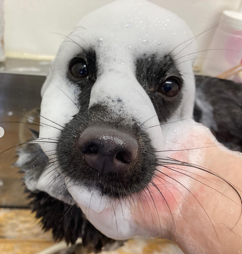 ミックス犬(その他)のトリミングカット ドッグサロンCheerの2枚目