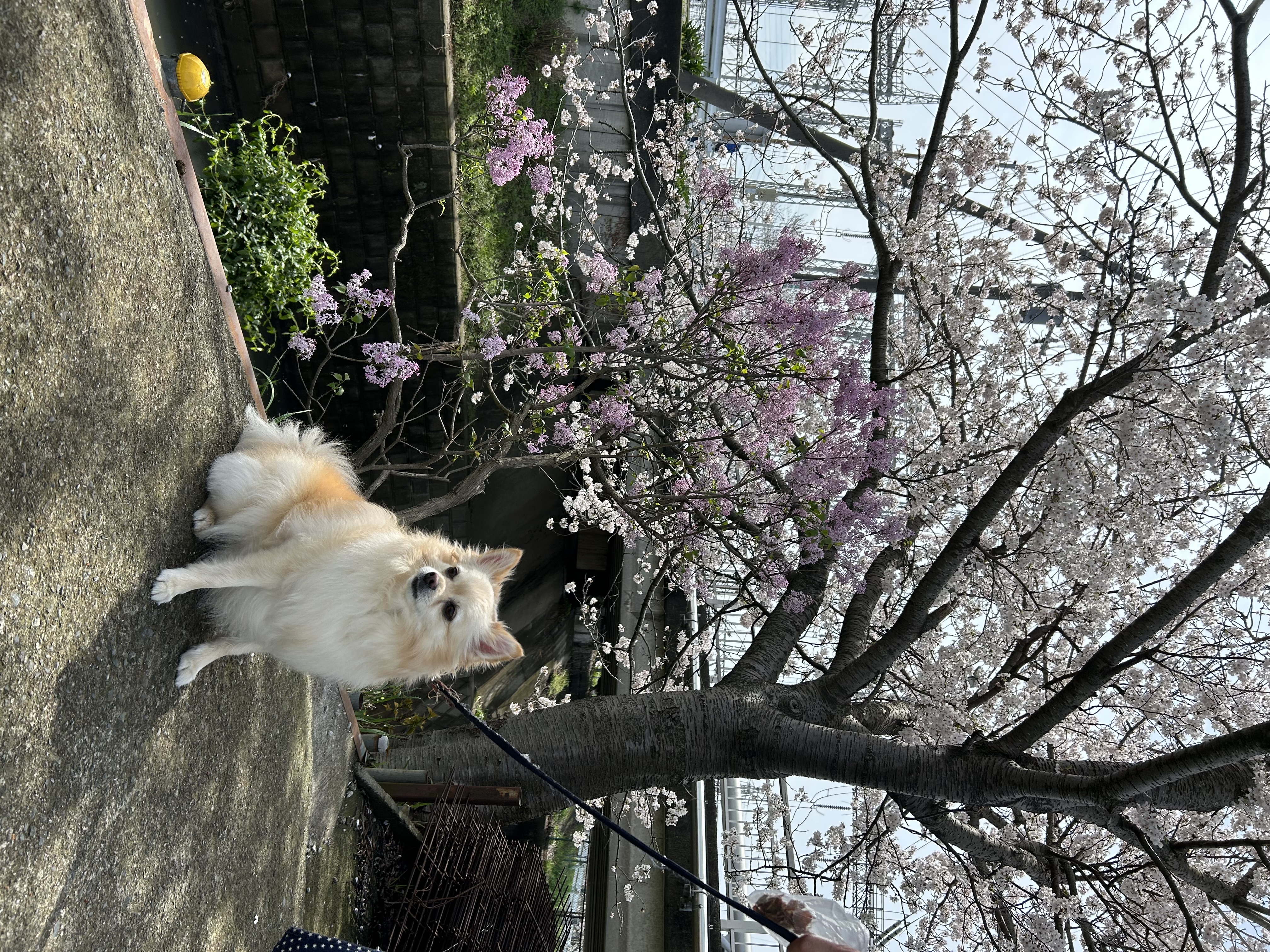 トリミングサロン SHALAN動物病院(トリミング)の口コミ-455の1枚目