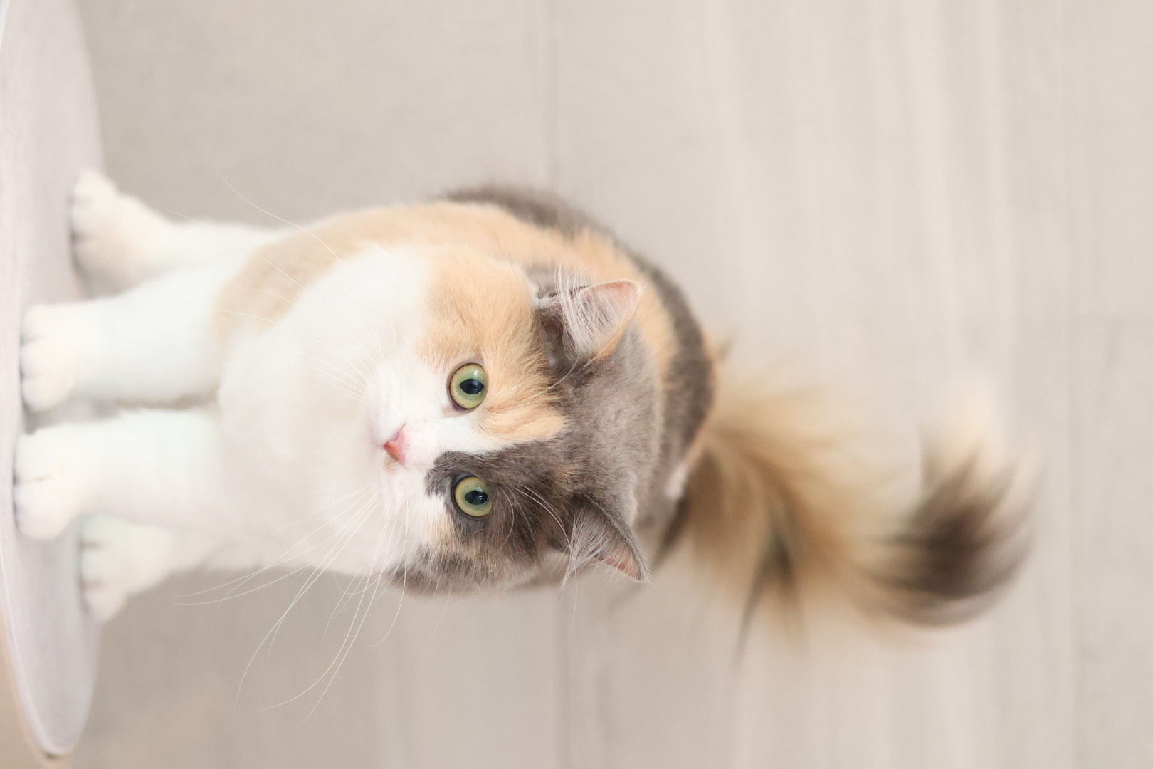 トリミングサロン SHALAN動物病院(トリミング)の口コミ-458の2枚目