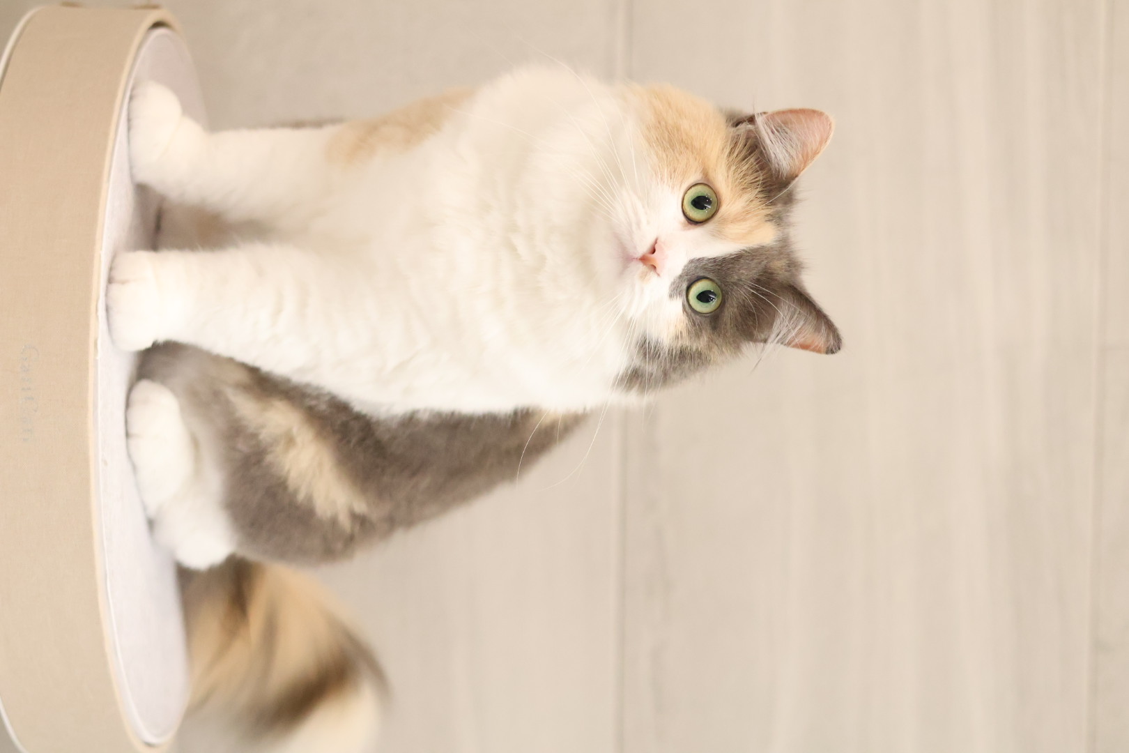 トリミングサロン SHALAN動物病院(トリミング)の口コミ-458の1枚目