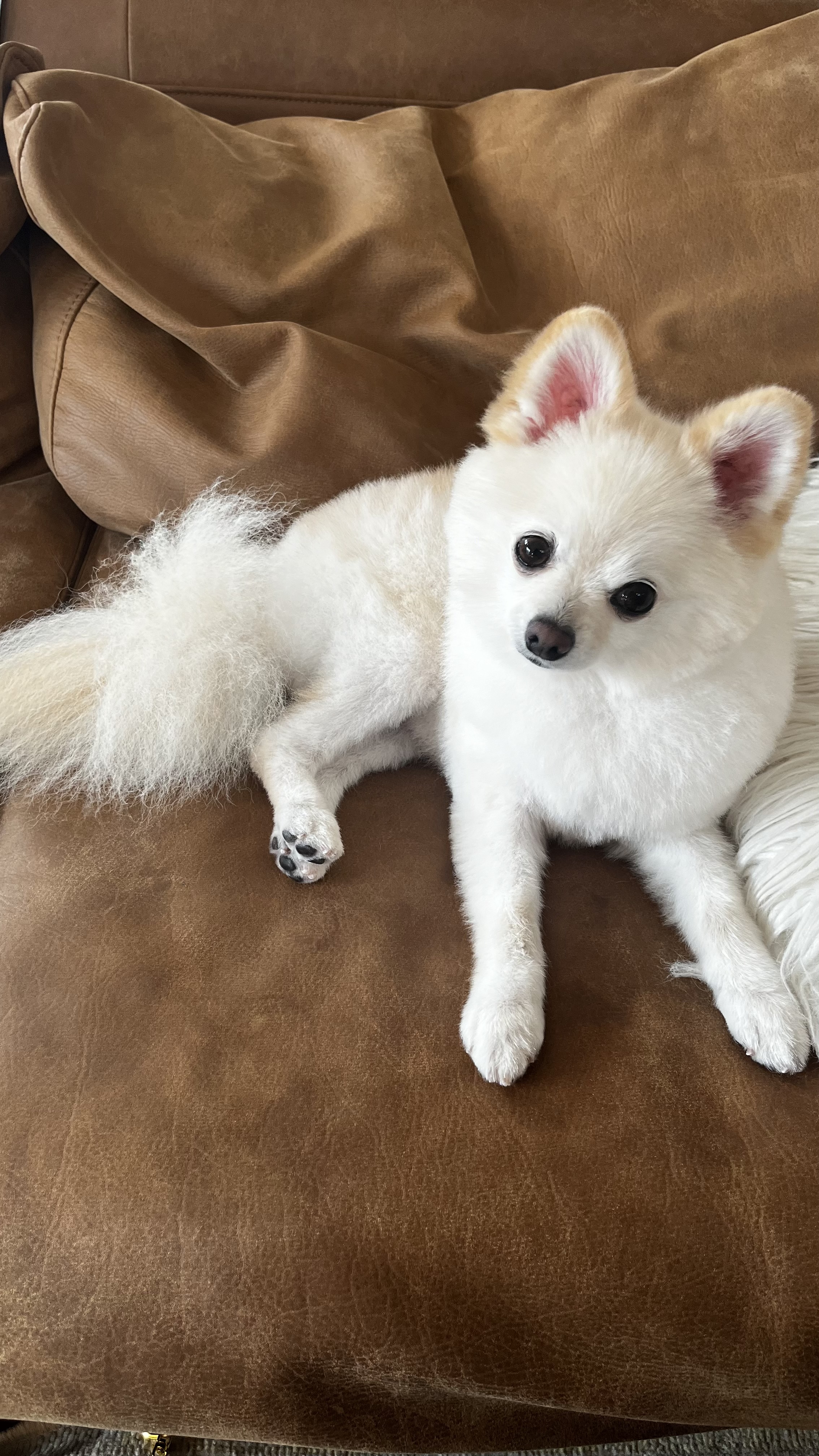 トリミングサロン SHALAN動物病院(トリミング)の口コミ-479の1枚目