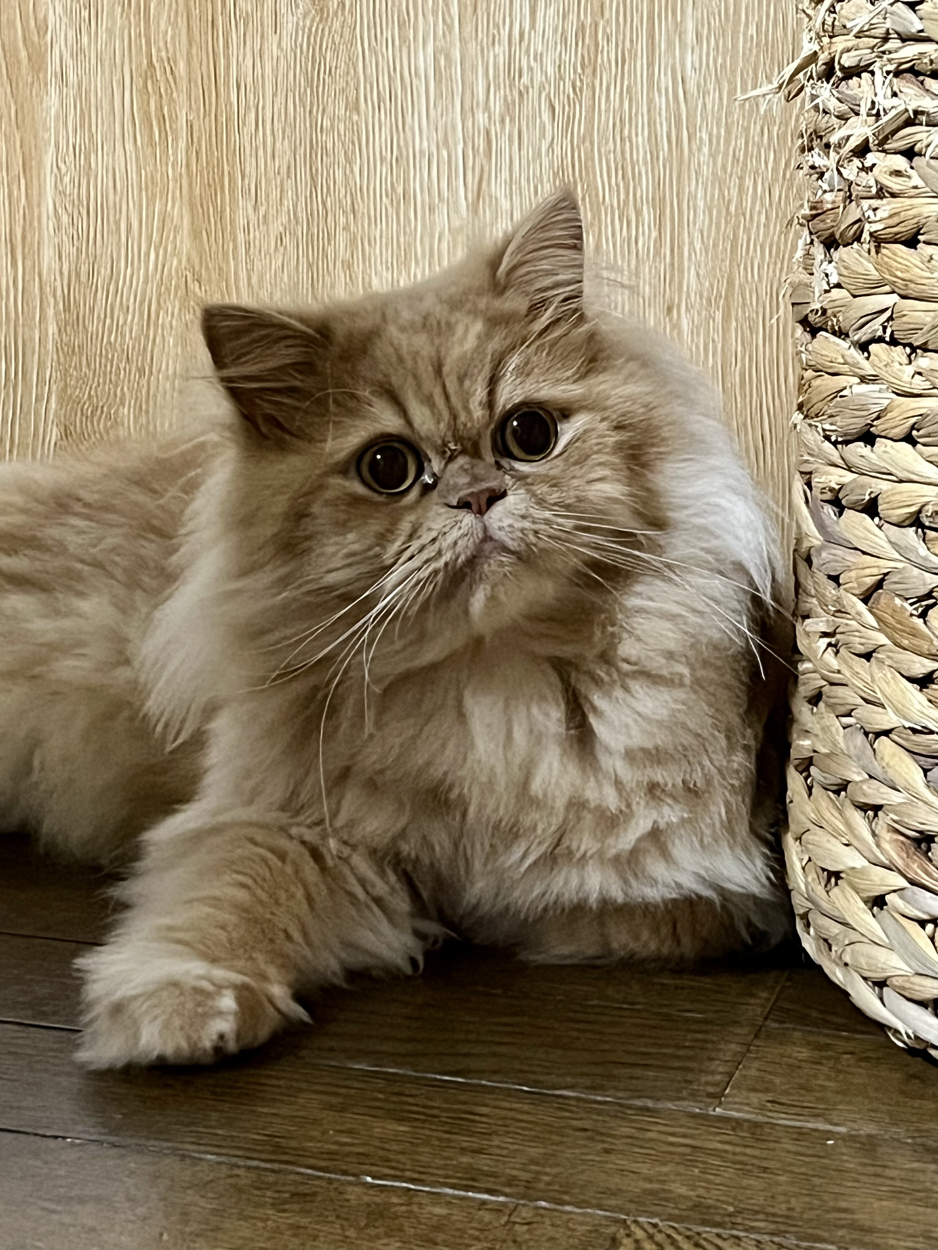 トリミングサロン SHALAN動物病院(トリミング)の口コミ-534の1枚目