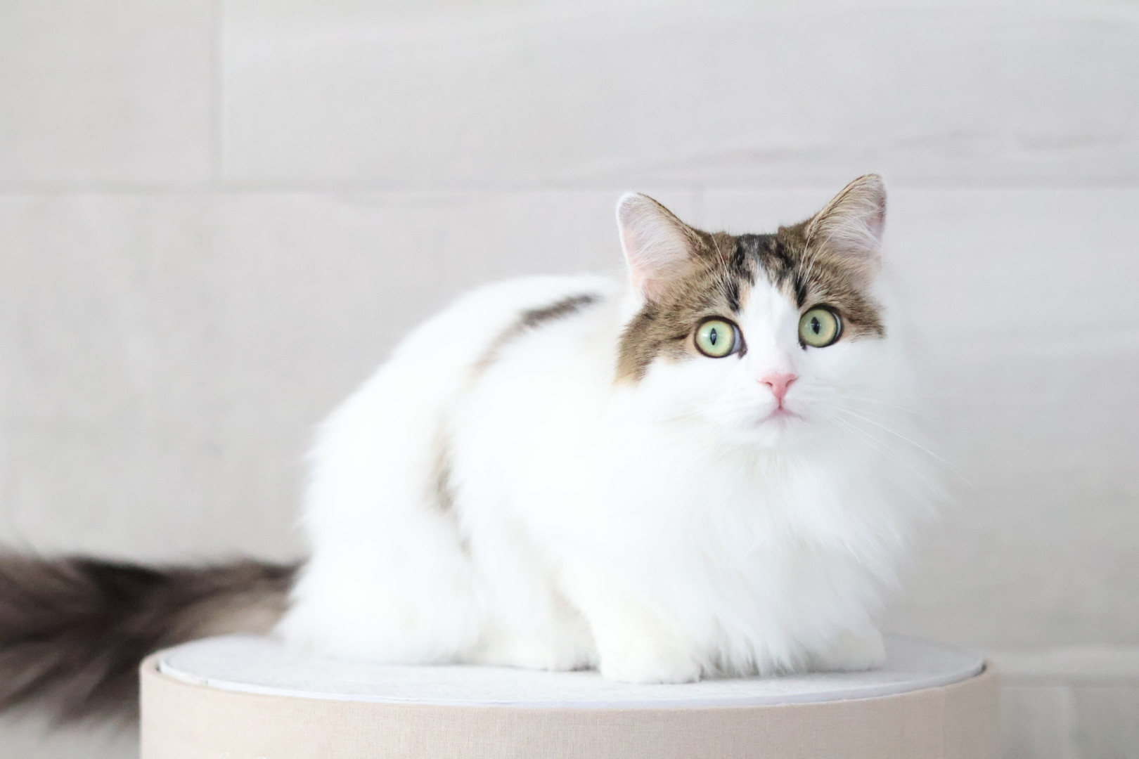トリミングサロン SHALAN動物病院(トリミング)の口コミ-565の2枚目