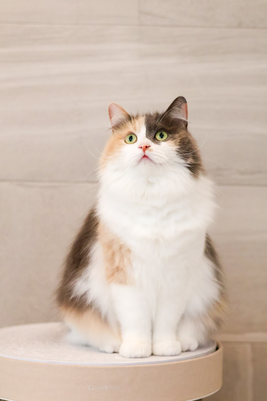 トリミングサロン SHALAN動物病院(トリミング)の口コミ-586の1枚目