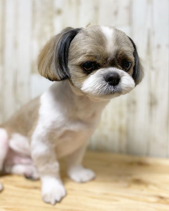 静岡県島田市のトリミングサロン dog salon CHILLの3枚目