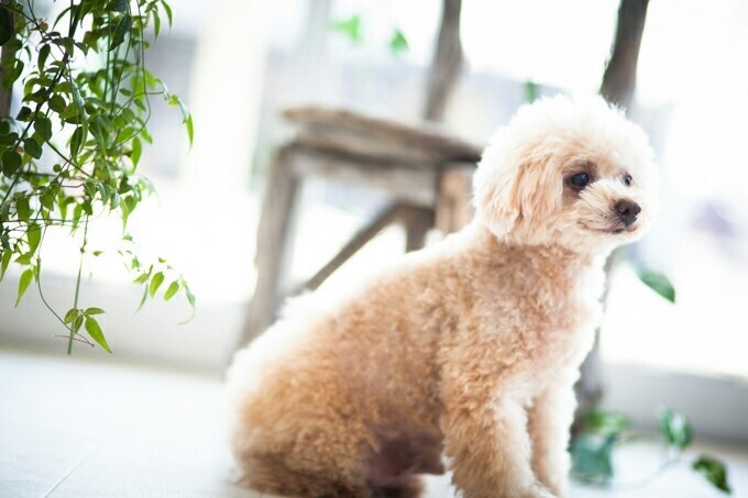 静岡県浜松市中央区のトリミングサロン Dog Salon & Aloma Sunny Leoのサムネイル2枚目