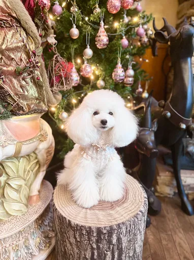 ペットサロンララルー 3