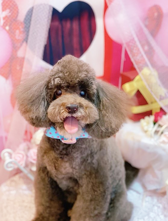 トリミングサロン トリミングエステサロン-LUNA-からのお知らせ 2020-08-19