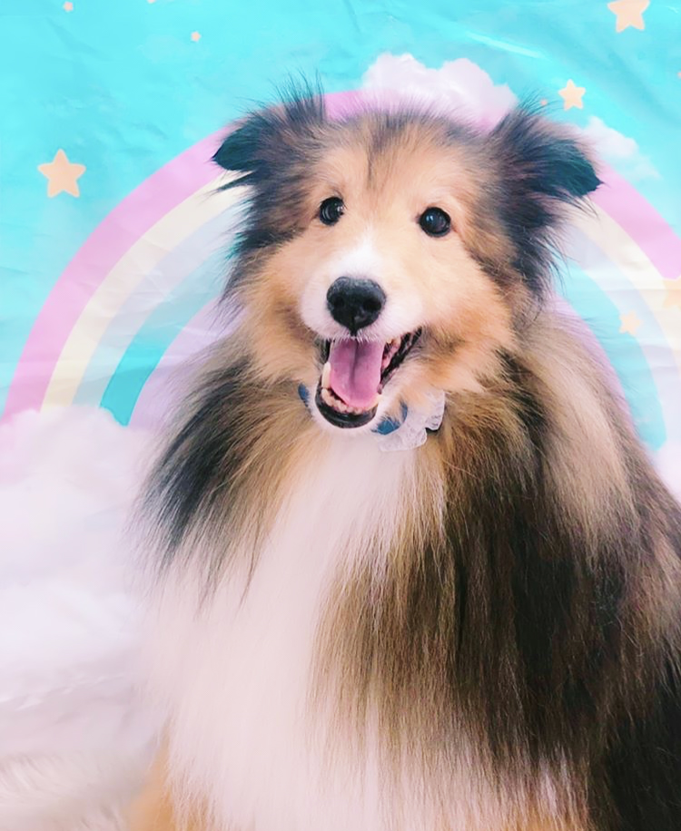 トリミングサロン トリミングエステサロン-LUNA-からのお知らせ 2019-07-07