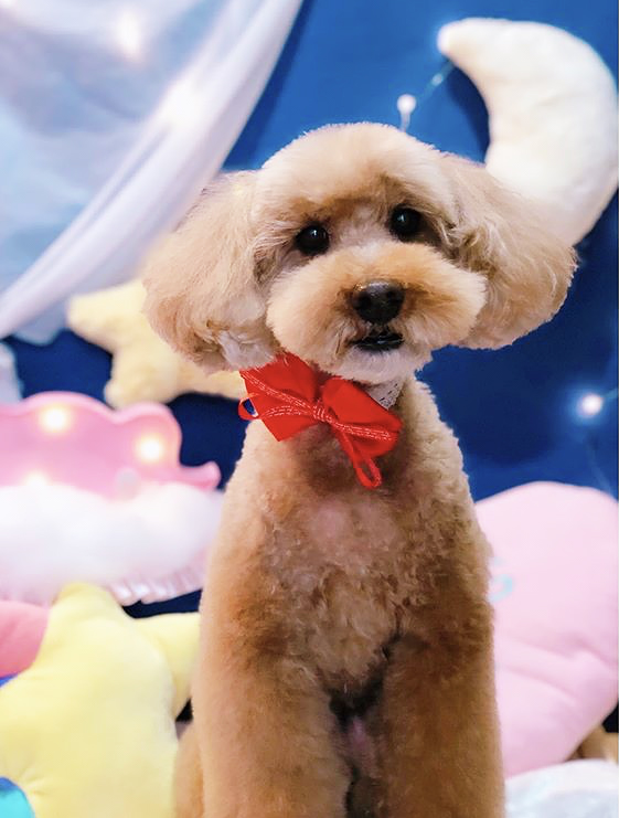 トリミングサロン トリミングエステサロン-LUNA-からのお知らせ 2020-05-02