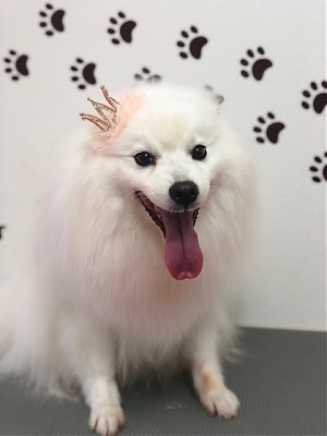 トリミングサロン トリミングエステサロン-LUNA-からのお知らせ 2018-07-13