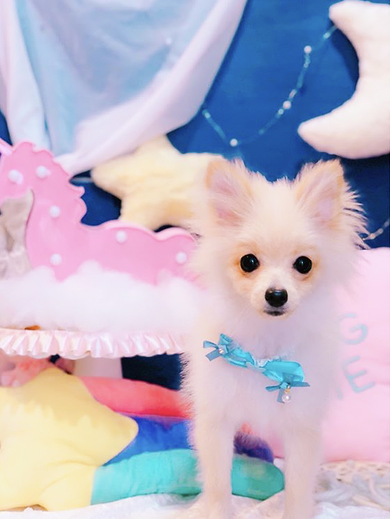 トリミングサロン トリミングエステサロン-LUNA-からのお知らせ 2020-04-30