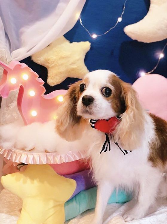 トリミングサロン トリミングエステサロン-LUNA-からのお知らせ 2020-04-26
