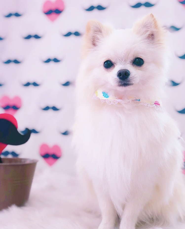 トリミングサロン トリミングエステサロン-LUNA-からのお知らせ 2019-04-30
