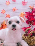 トリミングサロン トリミングエステサロン-LUNA-からのお知らせ 2018-11-28