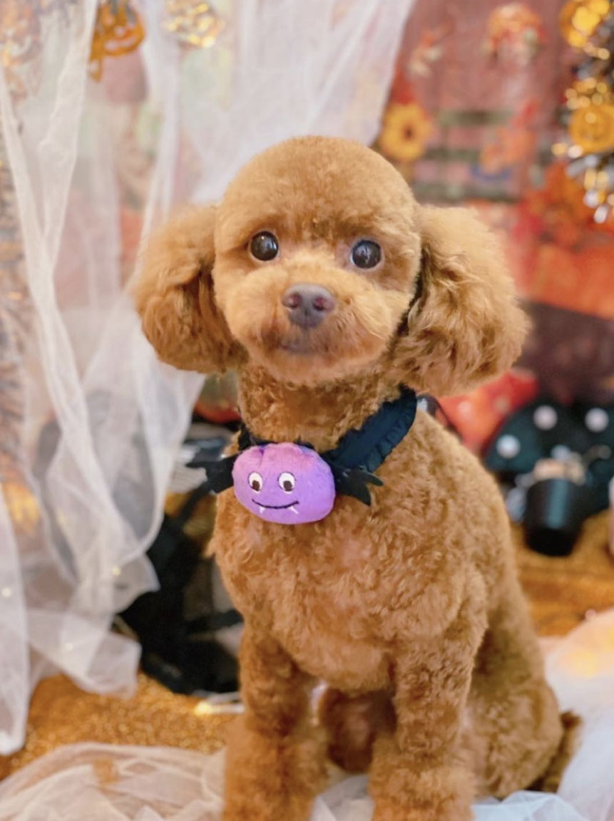トリミングサロン トリミングエステサロン-LUNA-からのお知らせ 2021-10-05