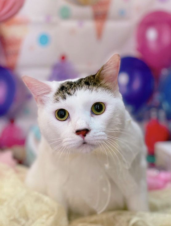 トリミングサロン トリミングエステサロン-LUNA-からのお知らせ 2021-07-29