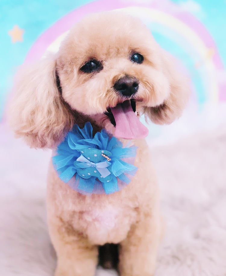 トリミングサロン トリミングエステサロン-LUNA-からのお知らせ 2019-07-08