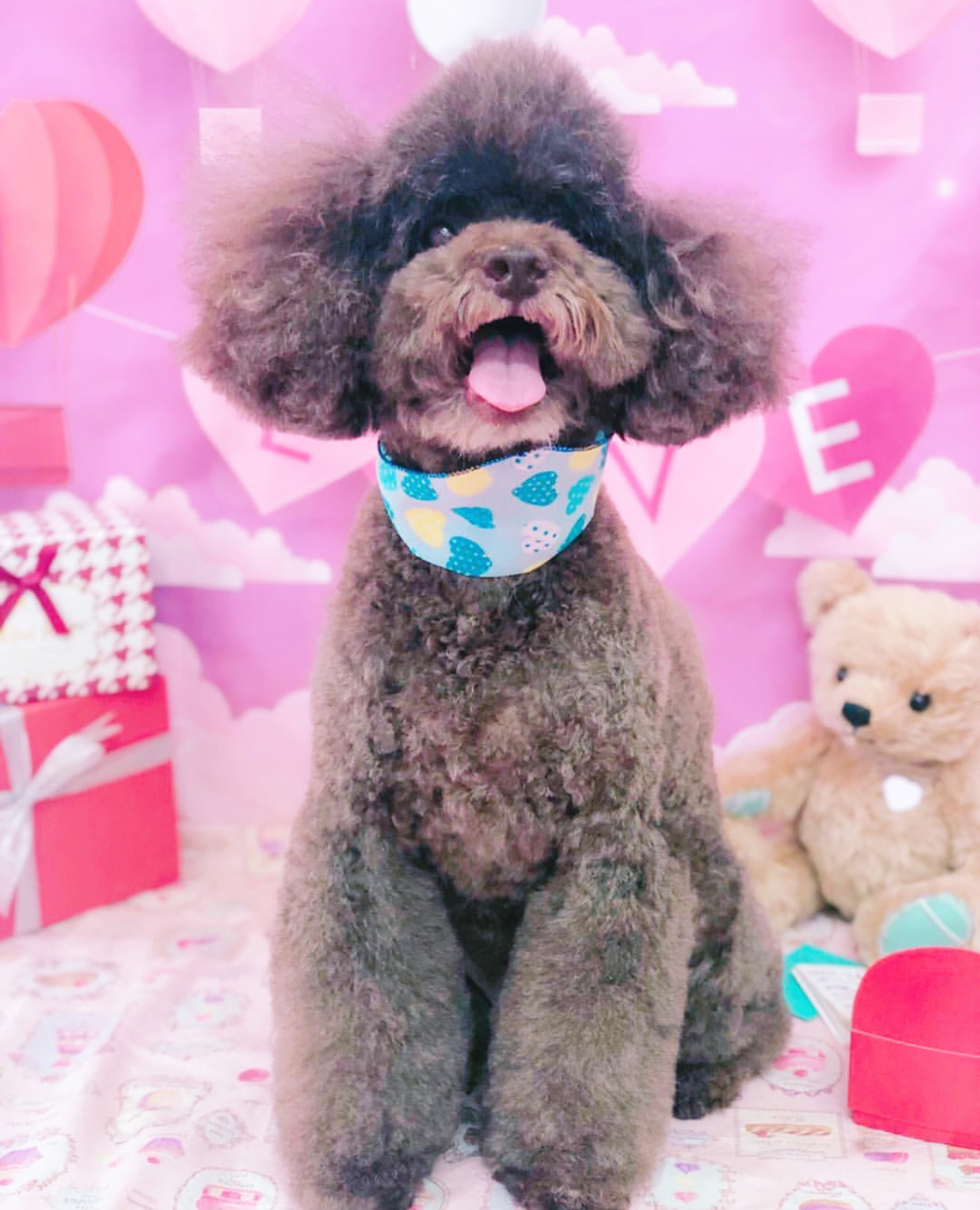 トリミングサロン トリミングエステサロン-LUNA-からのお知らせ 2019-03-31