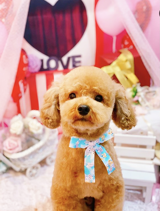 トリミングサロン トリミングエステサロン-LUNA-からのお知らせ 2020-09-01