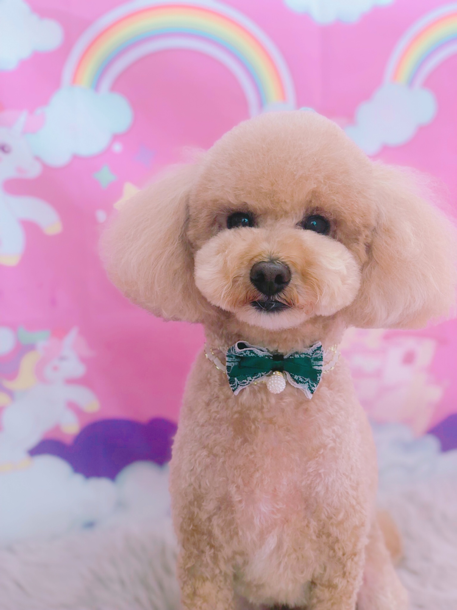 トリミングサロン トリミングエステサロン-LUNA-からのお知らせ 2019-09-07