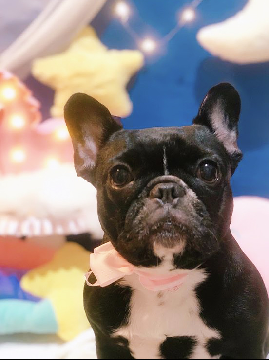トリミングサロン トリミングエステサロン-LUNA-からのお知らせ 2020-05-03