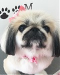 トリミングサロン トリミングエステサロン-LUNA-からのお知らせ 2018-08-14