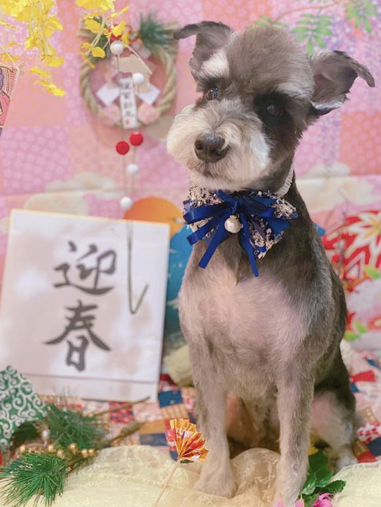トリミングサロン トリミングエステサロン-LUNA-からのお知らせ 2021-01-23