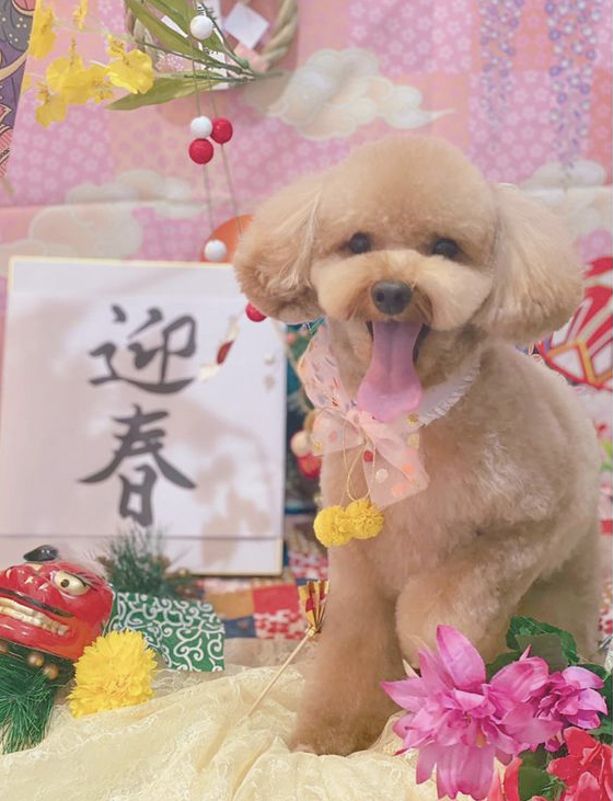 トリミングサロン トリミングエステサロン-LUNA-からのお知らせ 2021-01-20