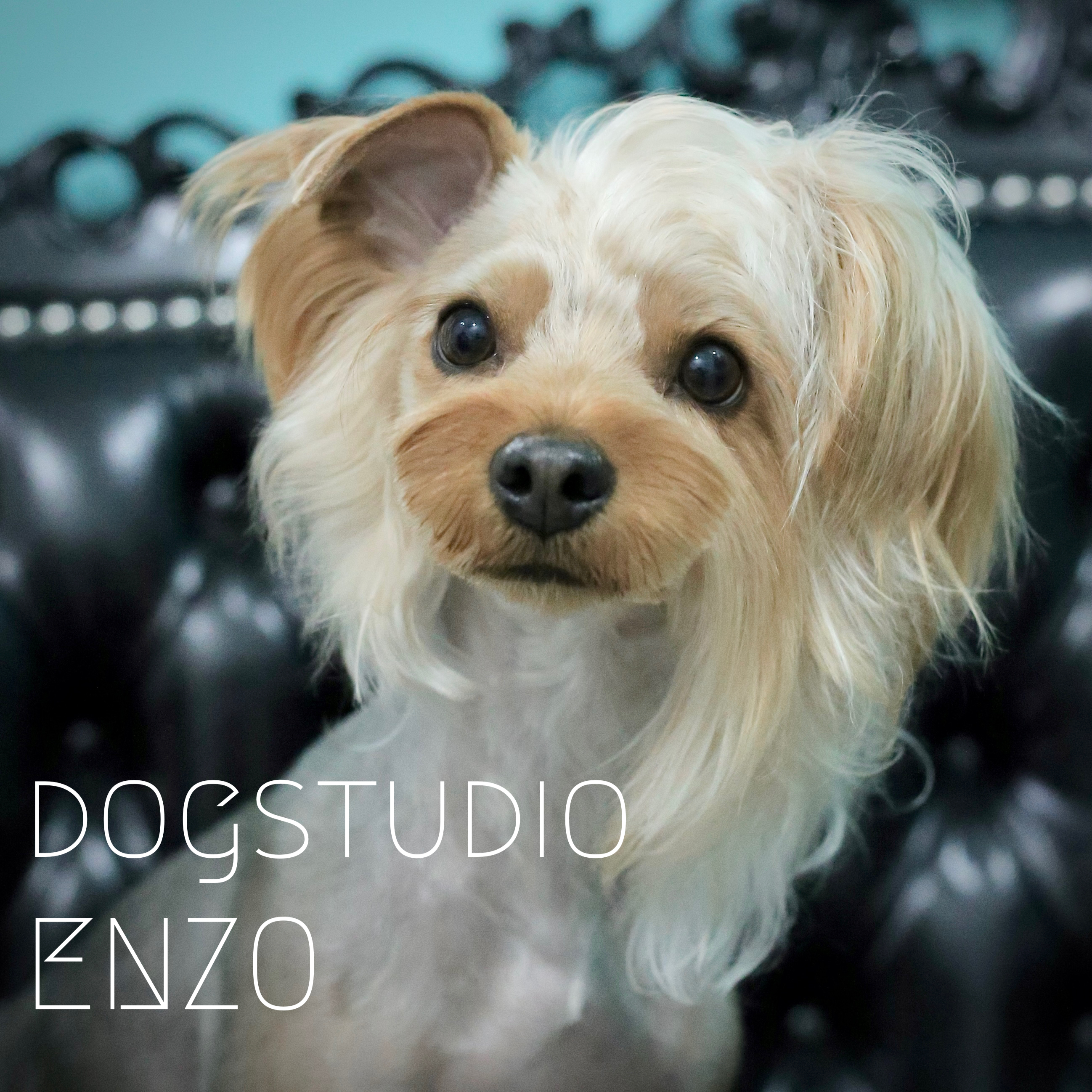 東京都足立区のトリミングサロン dogstudio ENZOの4枚目