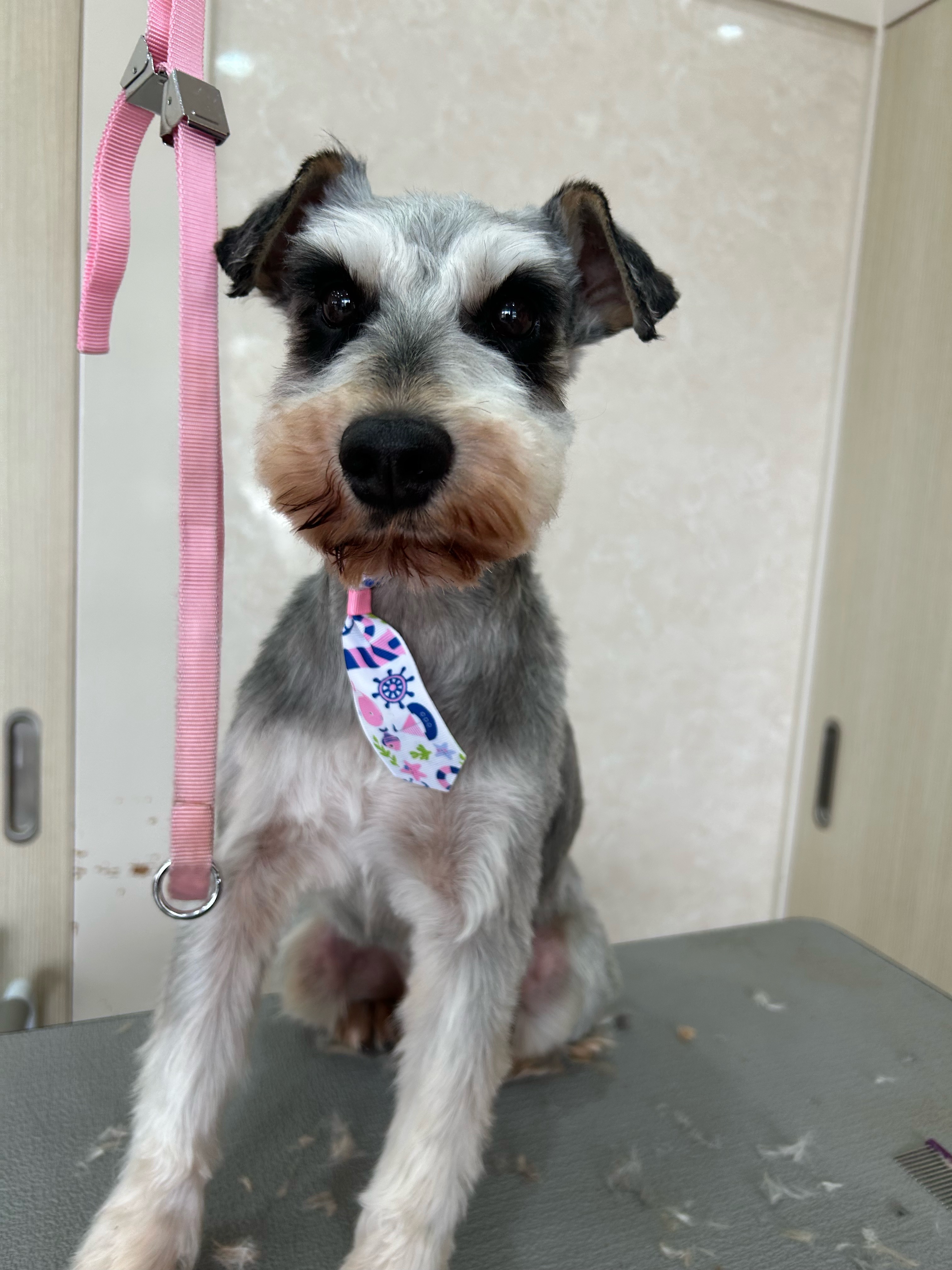 静岡県浜松市浜名区のトリミングサロン GBYDogパラダイスの6枚目